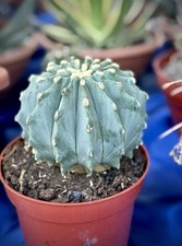 Pianta Grassa Cactus/succulent