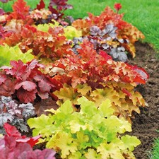 1 PIANTA DI HEUCHERA VARIETA' ASSORTITA IN VASO 12CM
