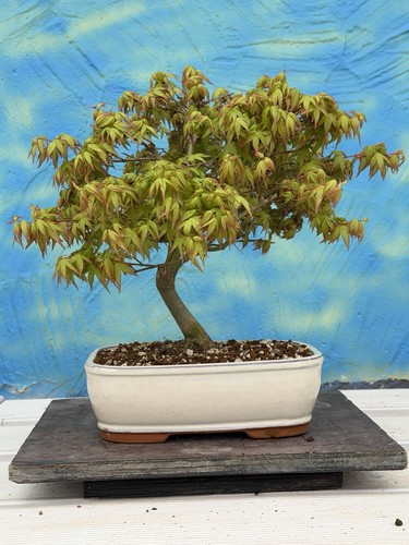 Bonsai joe acer - bonsai, palmatum