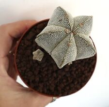 Astrophytum cv ONZUKA big plant + seedling KR10