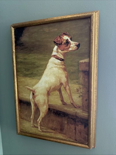 Jack russell terrier - terrier, di