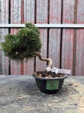 Bonsai pino nero - Pinus