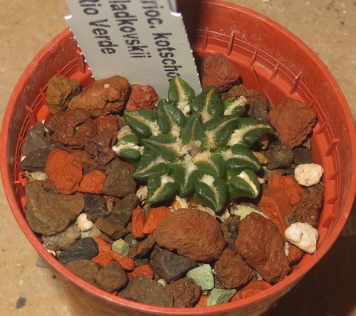 Ariocarpus kotschoubeyanus