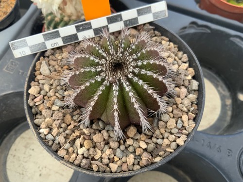 427 uebelmannia pectinifera - 427,