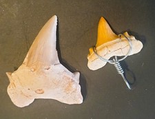 FOSSILE-n. 2 DENTI di SQUALO