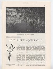 LE PIANTE ACQUATICHE – NOTE DI BOTANICA SPICCIOLA  - 1934 (ART_375)