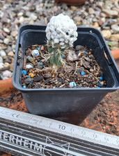 Pediocactus winkleri wayne - winkleri,