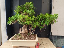 bonsai   ficus retusa  h 67 cm