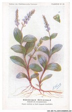 CAR-AEEP16-0805-PUBLICITA - VERONIQUE UFFICIALE - FAMIGLIA DELLE SCROFULARINEE