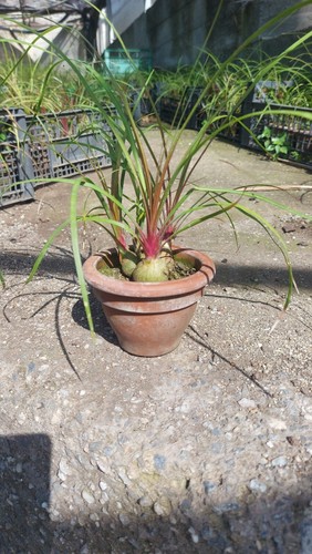 Piante beaucarnea - 3, di