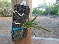 Onciim tolumnia triquetra - onciim/tolumnia,
