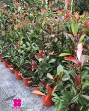 Pianta photinia red - pianta,