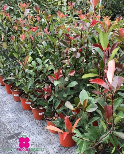 Pianta photinia red - pianta, ‘red