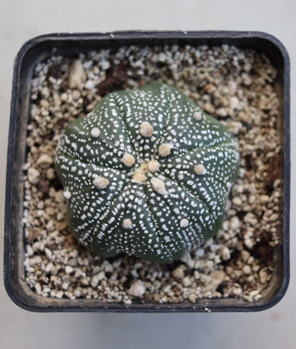 Astrophytum asterias forma - , di