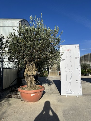 Pianta olivo leccino età - pianta,