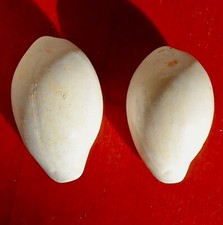 CYPRAEA FOSSILE MIOCÈNE DU