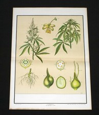 CANAPA G.B. PARAVIA & C. manifesto poster Pianta Plant M16