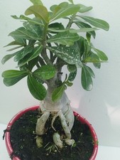 Adenium Obesum 