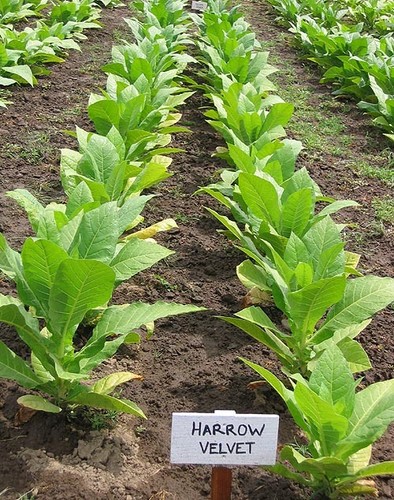 Semi tabacco harrow velvet - semi,