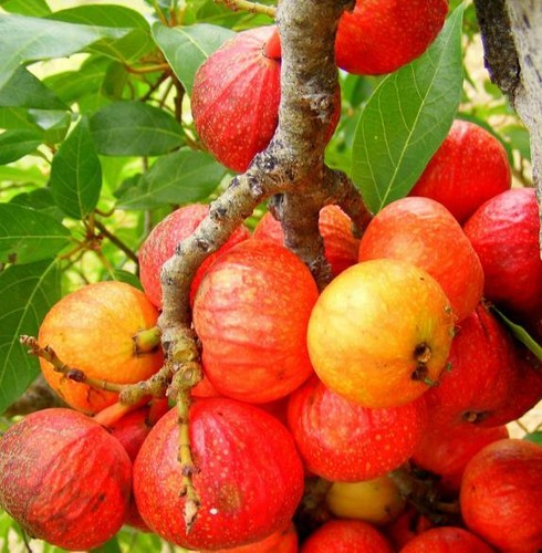 Ficus racemosa albero fico - ficus,