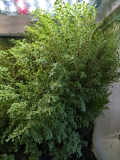 Pilea microphylla - rare small