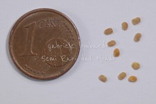 PIANTA DI GOJI - LYCIUM