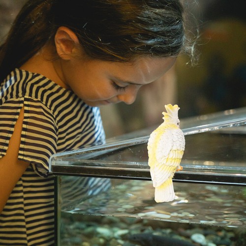Pappagallo resina acquario - in,