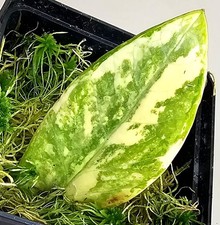 Zamioculcas zamiifolia - zamioculcas,