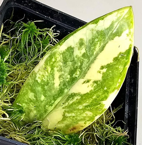 Zamioculcas zamiifolia - zamioculcas,