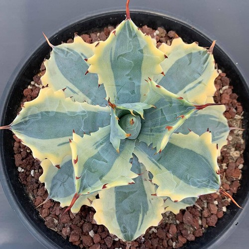 Pianta agave succulenta 8cm - agave,