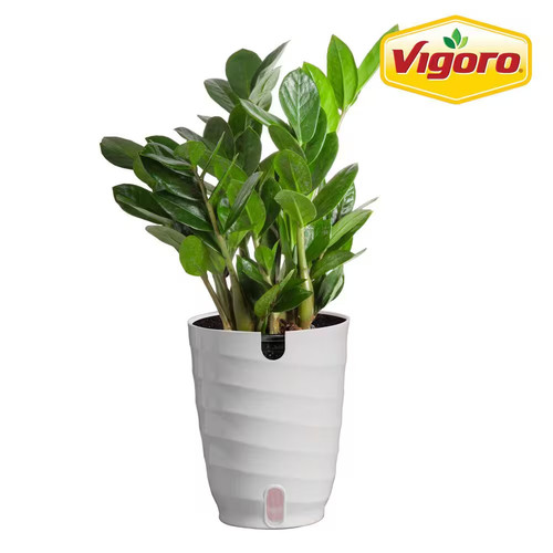 Zamioculcas zamiifolia - zamiifolia, zz
