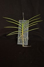 Luisia thailandica x Vanda