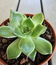 Echeveria halloween - echeveria,