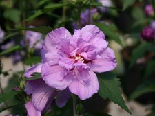 Ibisco cinese "Hibiscus