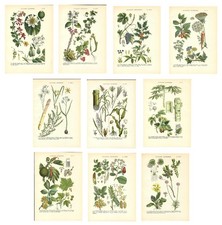 Antique Prints FLOWERS PLANTS
