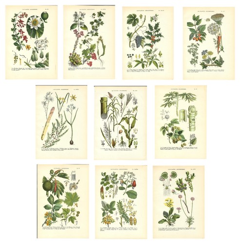 Stampe antiche fiori piante - antiche,