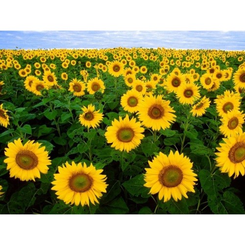 Cialda ostia girasoli fiori - cialda,