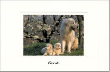 CARTOLINA GATTI E CANI