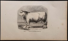 1860 - Toro Razza Durham -