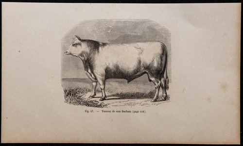 1860 toro razza - 1860,