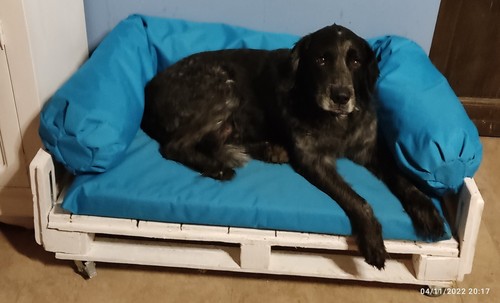 Divani per cani - gatti, su