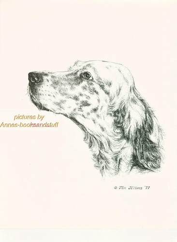158 setter inglese ritratto - setter,