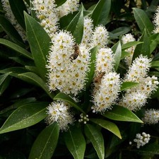 Alloro Ciliegia Otto Luyken 1L