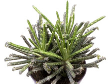 1 Talea (taglio di 10 cm) senza Radici Kalanchoe Tubiflora ,Fiore in foto WEB,