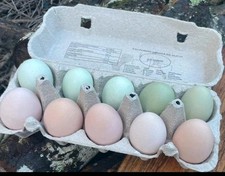 !OFFERTA! 20 UOVA FERTILI Miste: Moroseta - Araucana -  Barred Rock - Australorp