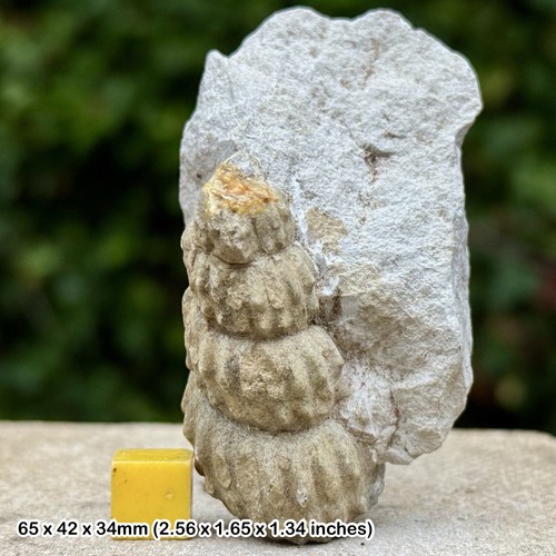 Hypoturrilites gravesianus
