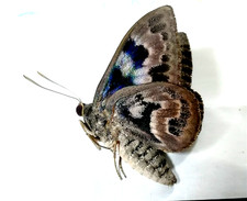 castnia escalantei MASCHIO in