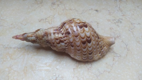 Tromba charonia tritonis - tromba,