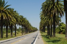 10 semi di palma da dattero