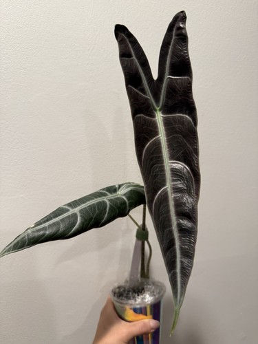 Alocasia purple longiloba corm - purple,